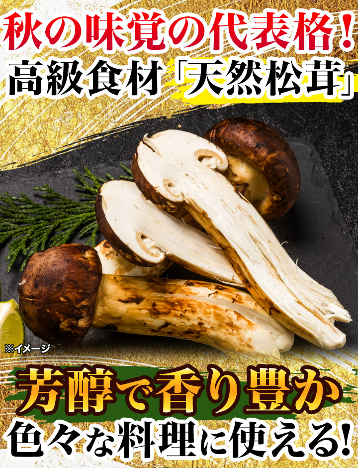 マツタケ まつたけ 天然 快適生活 天然高級 松茸つぼみ 250g つぼみ