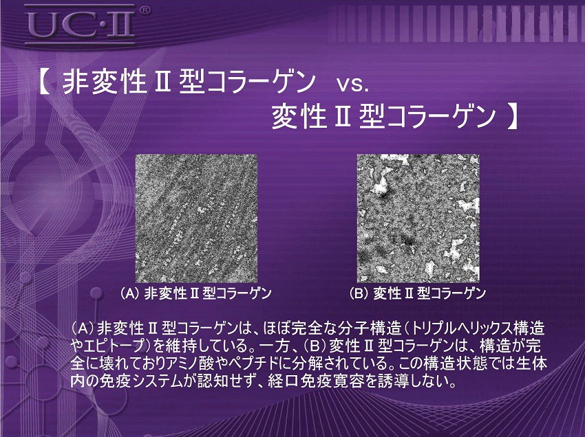 非変性II型コラーゲン スペース