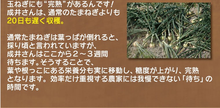 成井さんは通常のたまねぎよりも20日も遅く収穫。葉や根っこにある栄養分も実に移動し、糖度が上がり、完熟となります。