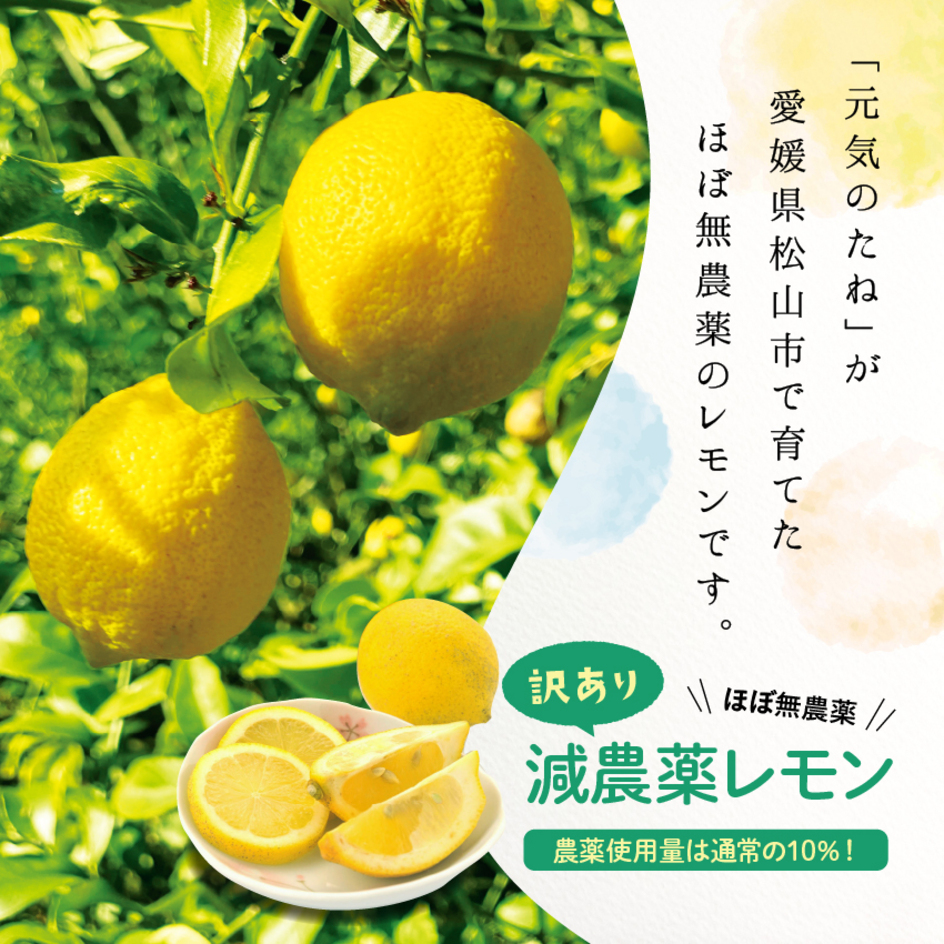 国産レモン ほぼ 無農薬 レモン 1kg 国産 れもん 愛媛県産 減農薬 自家栽培 訳あり 元気のたね