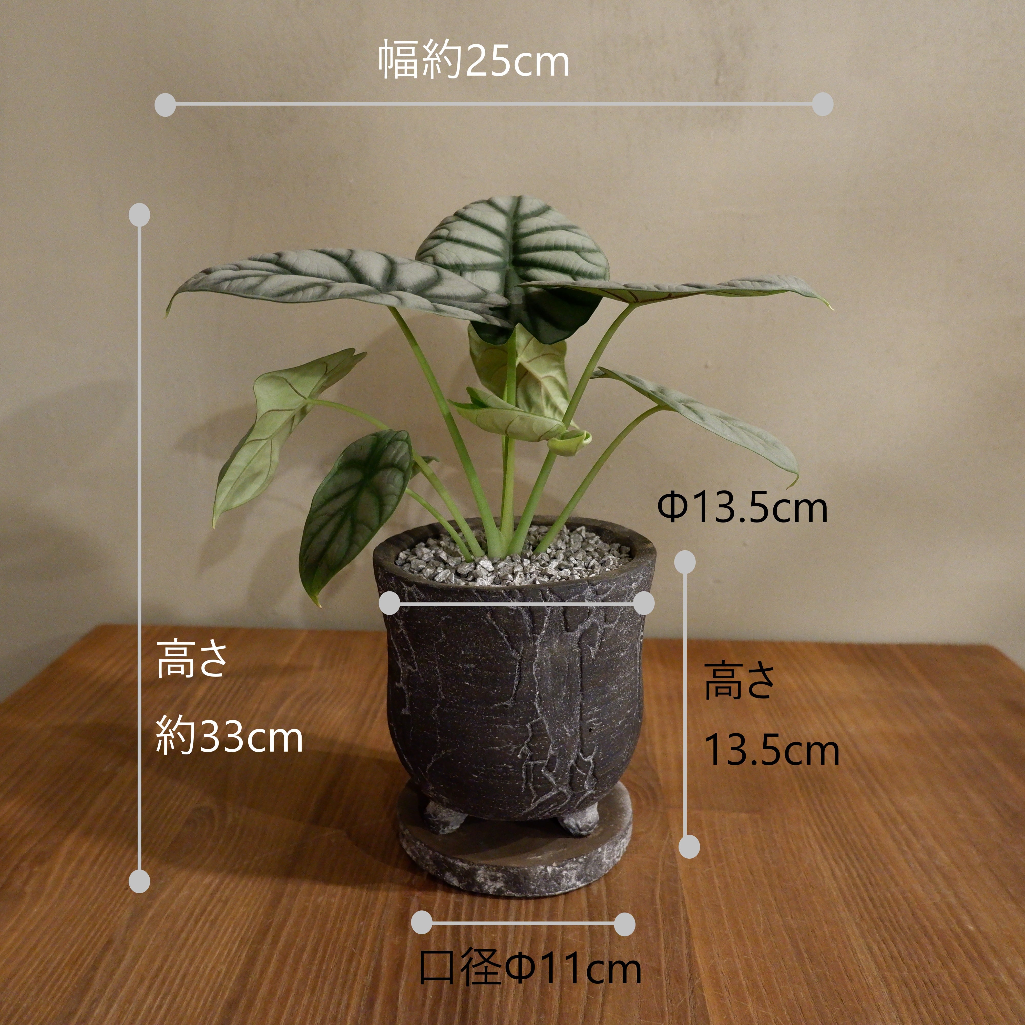 観葉植物 アロカシア 2種セット 珍しい希少なアロカシア2種セット*(^o^)/* アートフラワー