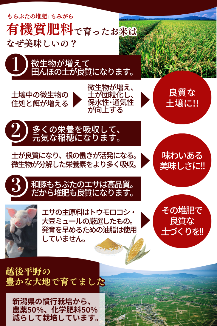 コシヒカリ 【10月再販予定】令和7年産 玄米 30kg 新潟県産 令和