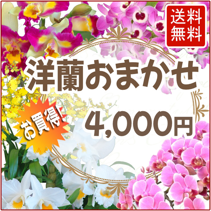 カタログギフトも！ 洋蘭おまかせ4,000円 : 通販 - 輝花 あすに届けるお花屋さん 絵画