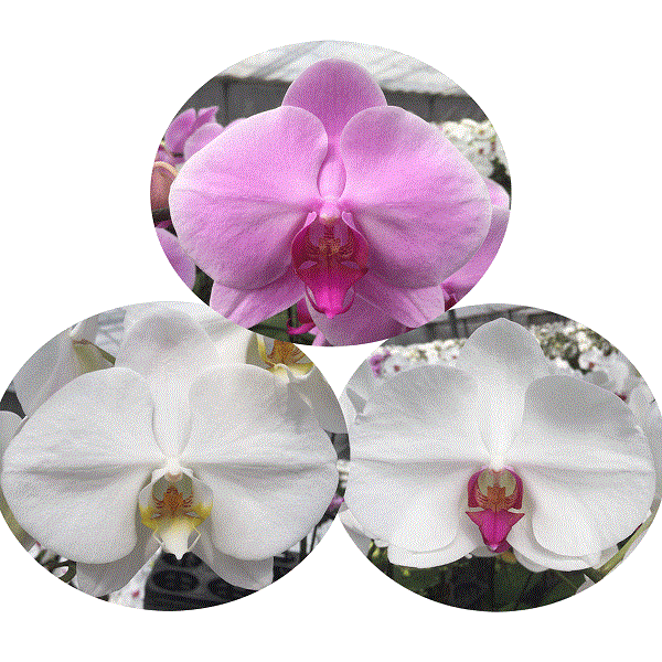 胡蝶蘭 大輪3本立ち 20,000円 明日贈れる 選べる3色 白 ピンク 赤リップ 贈答用 お祝い ギフト お供え 38輪前後 KU2636532938