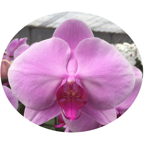 胡蝶蘭 大輪3本立ち 20,000円 明日贈れる 選べる3色 白 ピンク 赤リップ 贈答用 お祝い ギフト お供え 38輪前後 KU2636532938