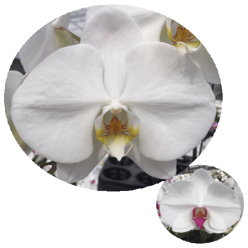 胡蝶蘭 大輪3本立ち 20,000円 明日贈れる 選べる3色 白 ピンク 赤リップ 贈答用 お祝い ギフト お供え 38輪前後 KU2636532938