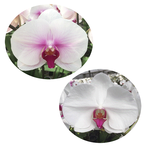 胡蝶蘭 大輪3本立ち 20,000円 明日贈れる 選べる3色 白 ピンク 赤リップ 贈答用 お祝い ギフト お供え 38輪前後 KU2636532938