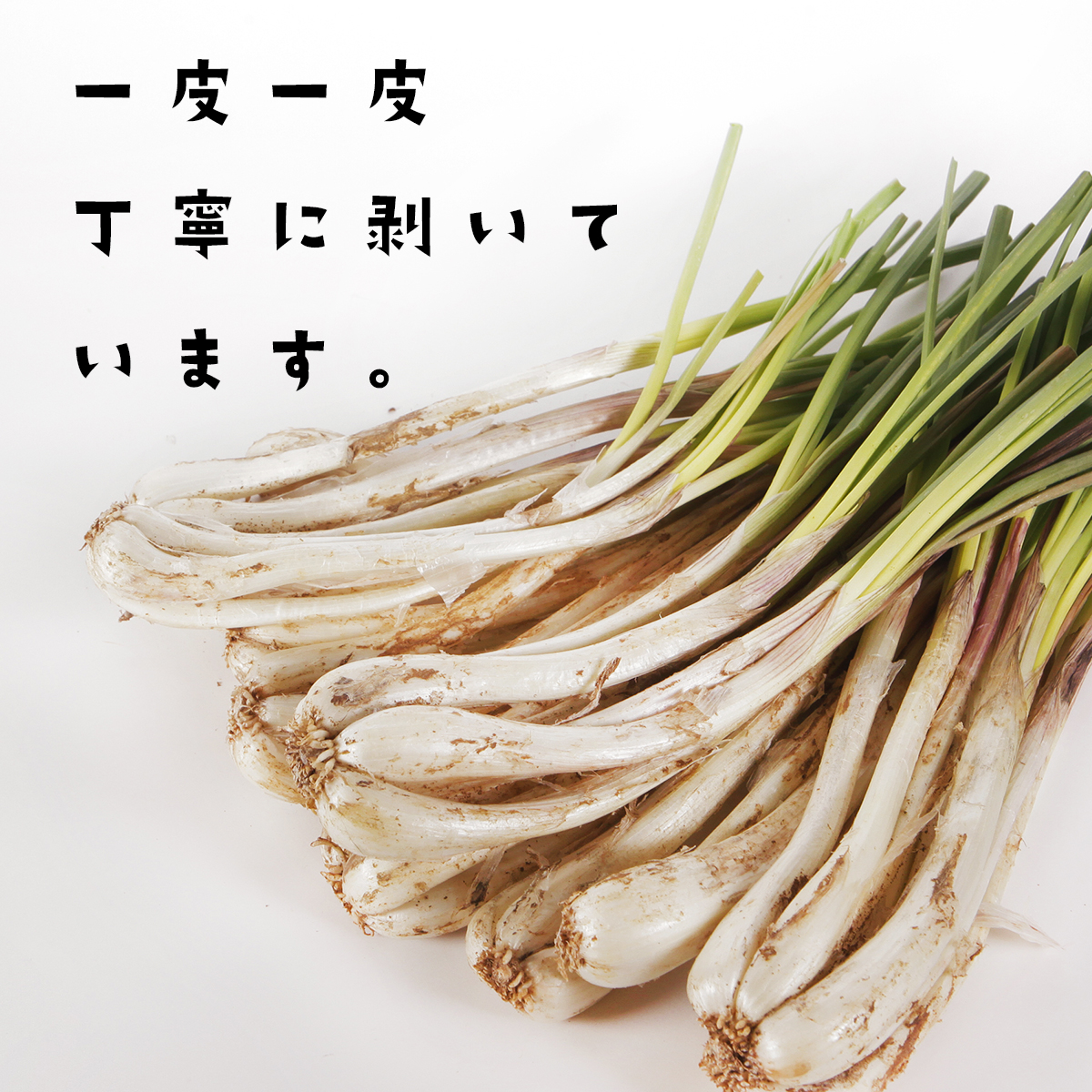 〈直売所コスパ最強〉沖縄県産Ｋおばーの島らっきょう 約2.4kg【常温便】③ 直売所コスパ最強〉沖縄県産Kおばーの島らっきょう 約2.4kg【