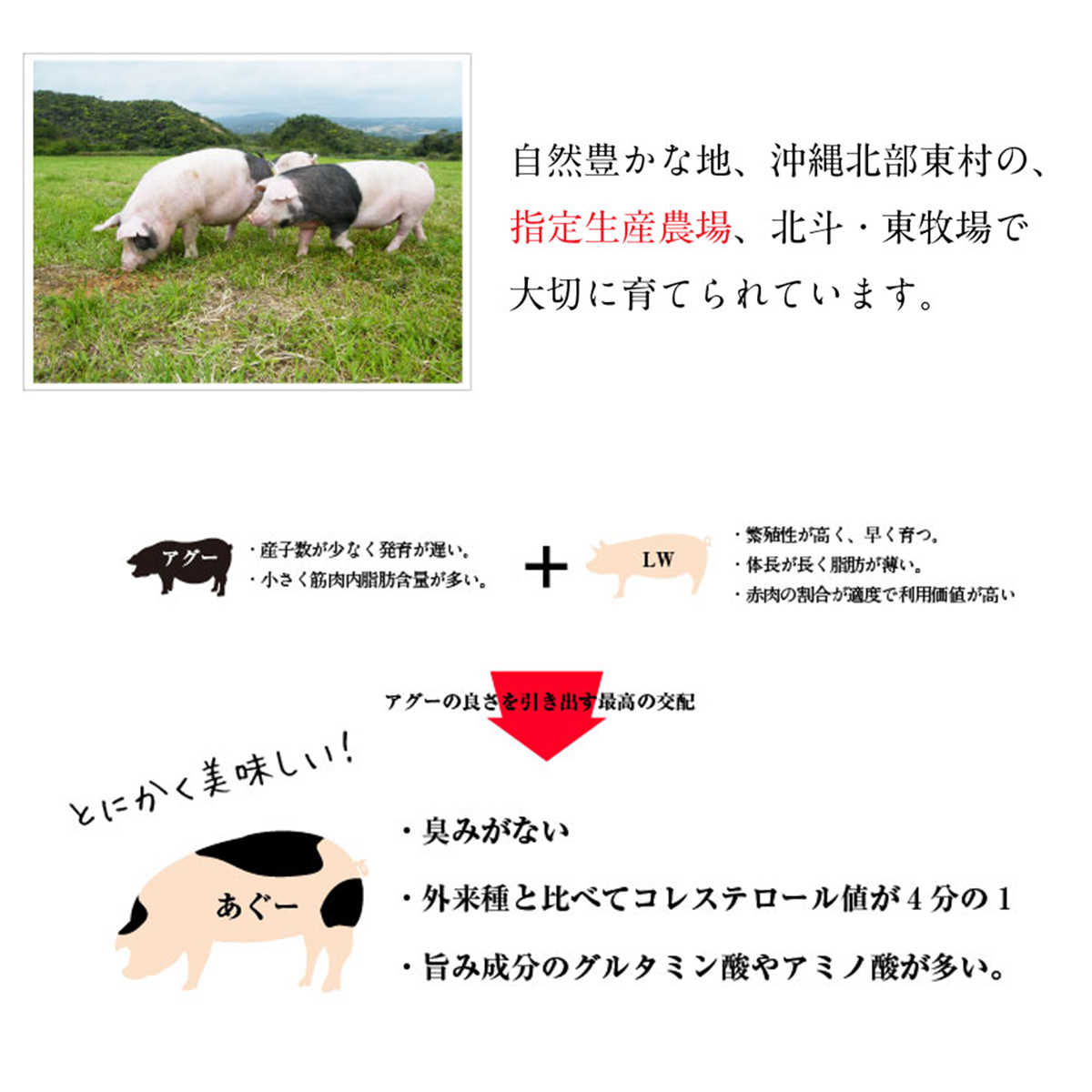 Amazon.co.jp: 【ギフト】 やんばる島豚あぐー ≪黒豚≫ VS