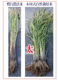 木村式自然栽培米