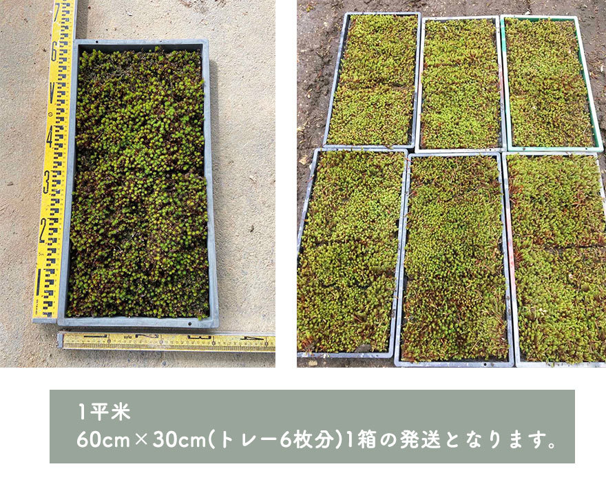 スナゴケ 砂苔 1平米 60cm×30cm(トレー6枚) 1箱 コケ 園芸 日本庭園 庭園 庭園苔 外構 植木 庭木 植栽 トレー 和モダン 苔 日向  和風 庭 和風庭園 : sunagoke : KIMIDORI FARM Yahoo!店 - 通販 - Yahoo!ショッピング