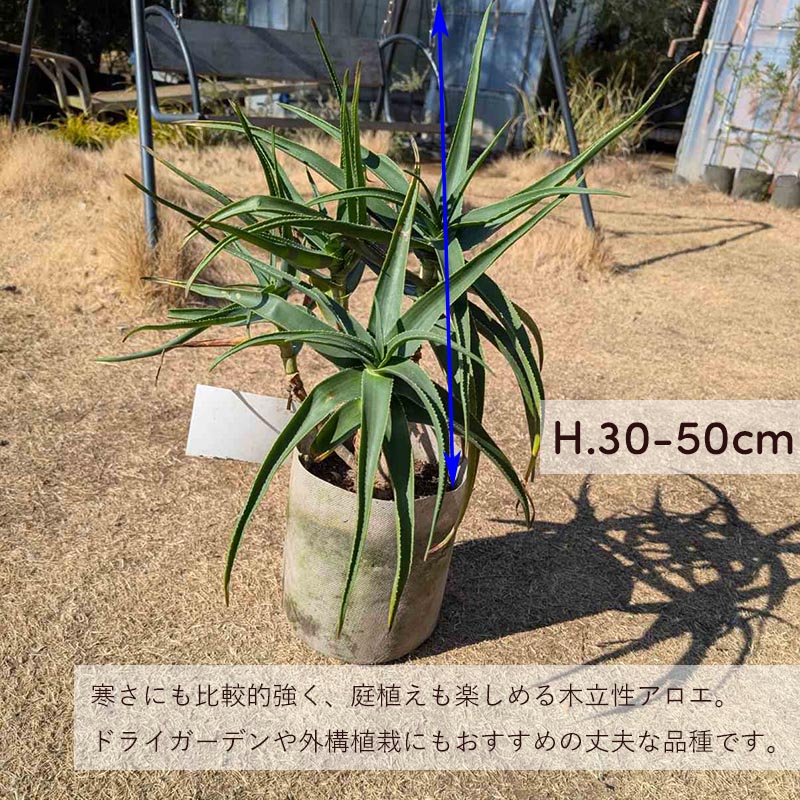 アロエ ストリアツラ 耐寒性 ストリエーチュラ 木立性アロエ 庭植え 外