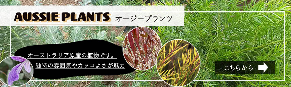 タマモクマオウ 麻黄 50-60cm 植木 庭木 ガーデニング オージー