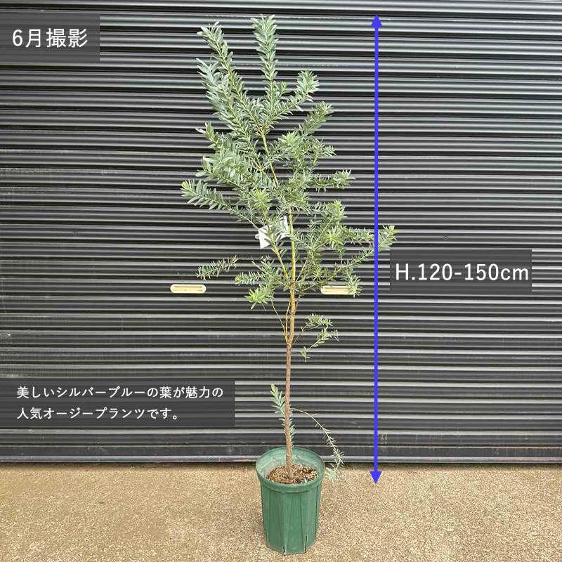 アカシア ブルーブッシュ 約120-140cm 苗 シンボルツリー おしゃれ