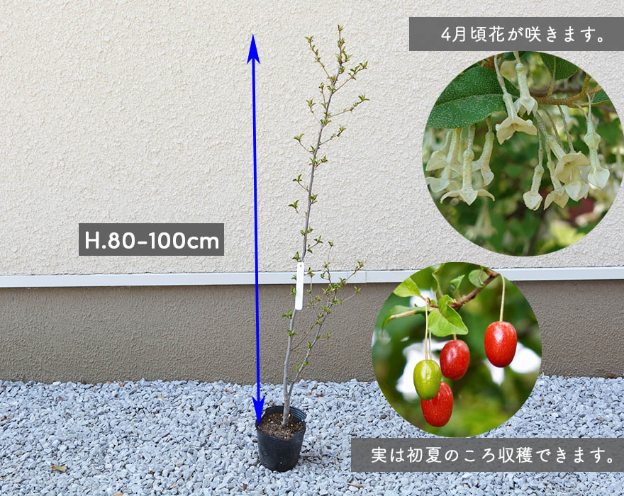 ビックリグミ グミの木 大王グミ 雑木 自然樹形 約80-100cm 植木 庭木 丈夫 ガーデニング シンボルツリー 玄関 ベランダ 観葉植物 緑  ギフト プレゼント 苗木