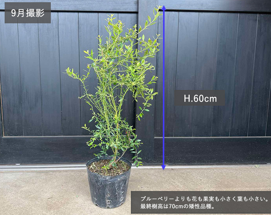 ビルベリー ワイルドブルーベリー 植木 鉢植え 植栽 果樹 庭木 矮性 