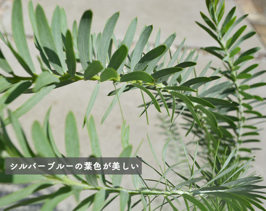 アカシア ブルーブッシュ 約90-120cm シンボルツリー 観葉植物