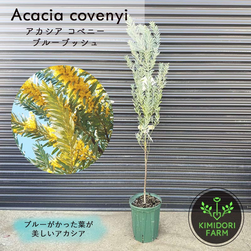 アカシア ブルーブッシュ 約100-130cm シンボルツリー 観葉植物