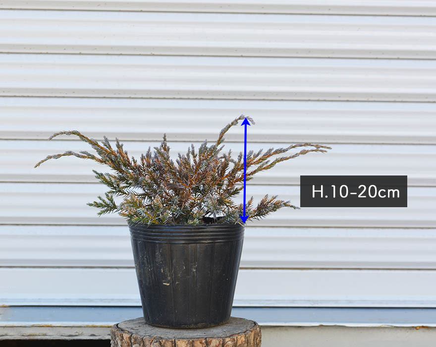 ブルーカーペット 10本セット コニファー 針葉樹 植木 庭木 グランド