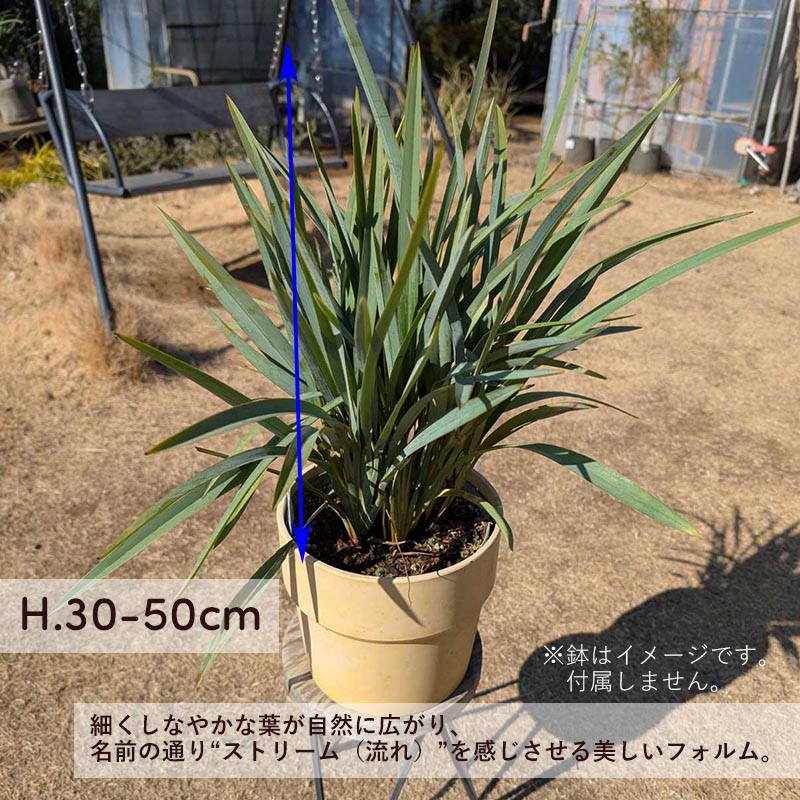 ディアネラ ブルーストリーム dianella bluestream キキョウラン