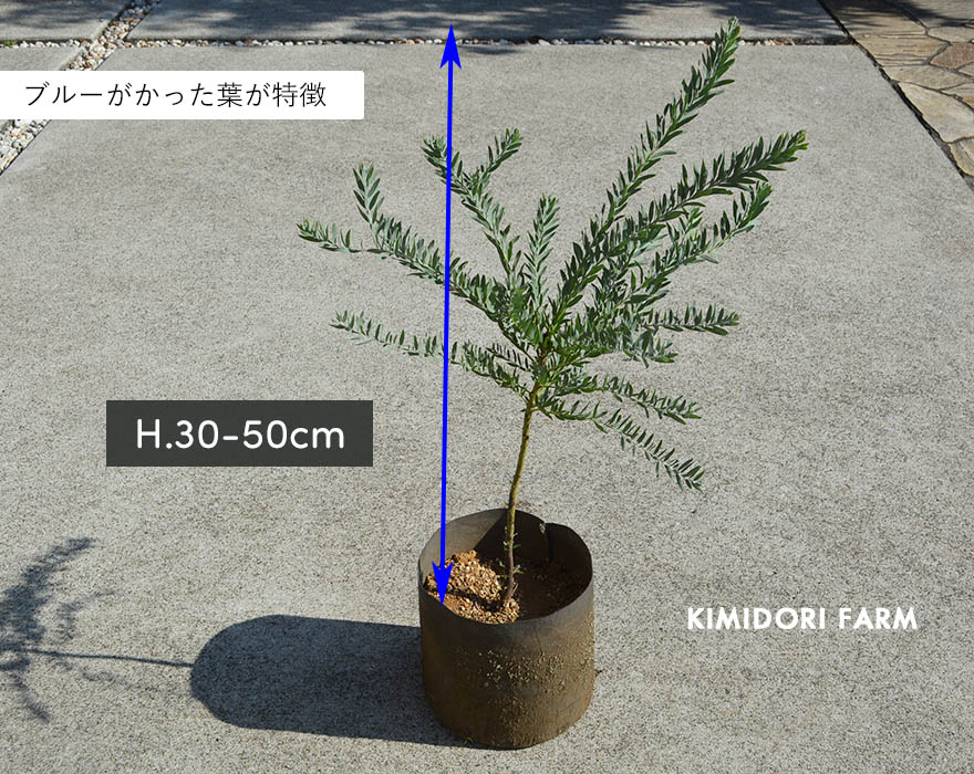 アカシア ブルーブッシュ 約30-50cm 苗 シンボルツリー おしゃれ 庭木 ガーデニング 鉢植え 植木 オージープランツ 常緑樹 木 新築 記念樹  育てやすい : bluebush : KIMIDORI FARM Yahoo!店 - 通販 - Yahoo!ショッピング