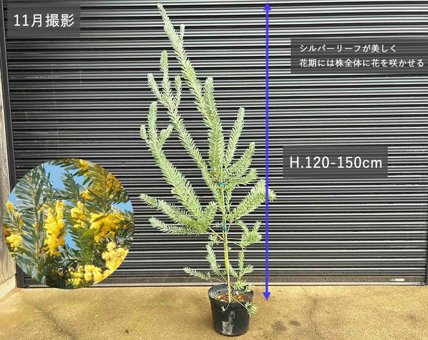 アカシア ブルーブッシュ 約120-150cm 苗 シンボルツリー 庭木 ガーデニング 観葉植物 鉢植え 植木 オージープランツ エクステリア  シルバー 常緑樹 新築