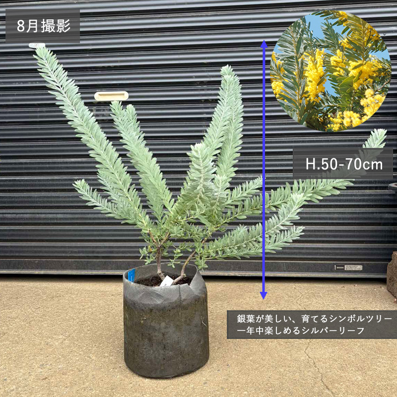 アカシア ブルーブッシュ 約50-70cm シンボルツリー 観葉植物 ベランダ