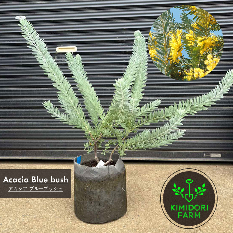 アカシア ブルーブッシュ 約50-70cm シンボルツリー 観葉植物 ベランダ