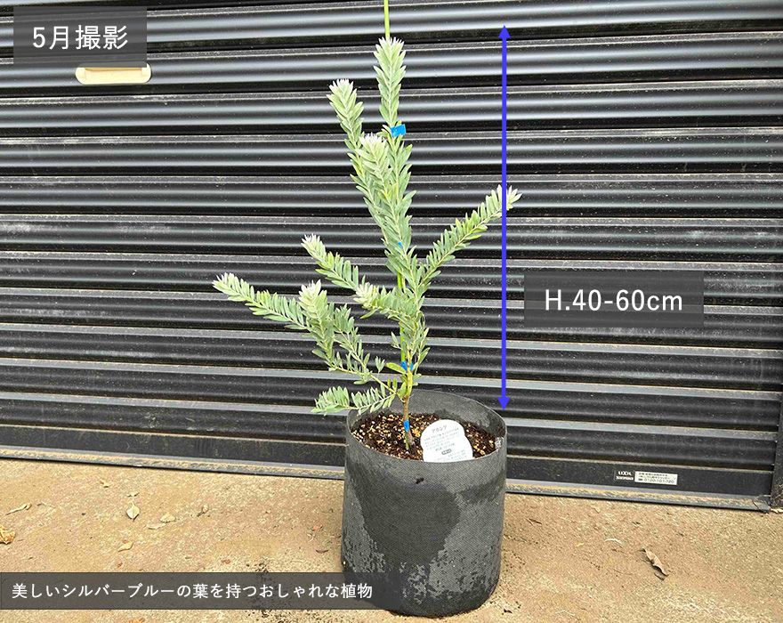 アカシアブルーブッシュ 165cm 10号鉢❗整った樹形 大型