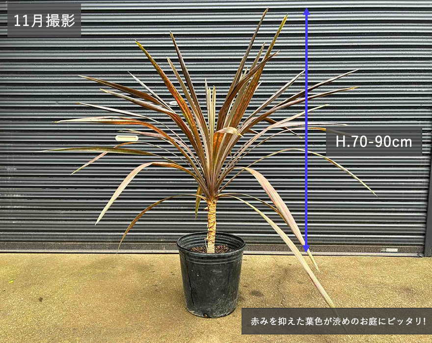 美形。大株。コルジリネコーヒークラシック1.4M(鉢底から)品番B 園芸ネット本店｜コルジリネ：コーヒークラシック5号ポット の通販【公式】