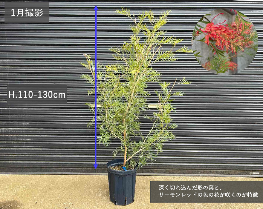 グレビレア ココナッツアイス グレヴィレア オージープランツ オージー