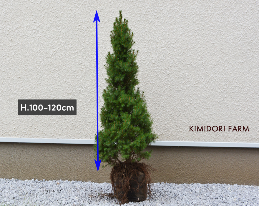 コニファー コニカ シンボルツリー コンパクト 樹高 約100-120cm