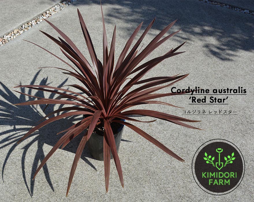 コルジリネ オーストラリス レッドスター 赤ドラ 約30-40cm Cordyline