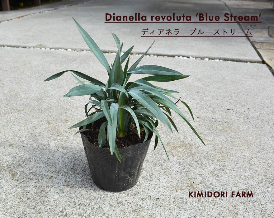 ディアネラ ブルーストリーム dianella bluestream キキョウラン オージープランツ グラス 庭植え 植栽 花 実 カラーリーフ  耐寒性常緑多年草 レアプランツ