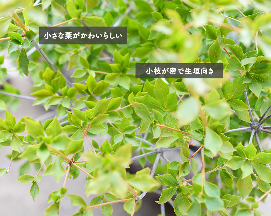 ドウダンツツジ 約30-50cm 10本セット 低木 苗 植木 庭木 庭植え