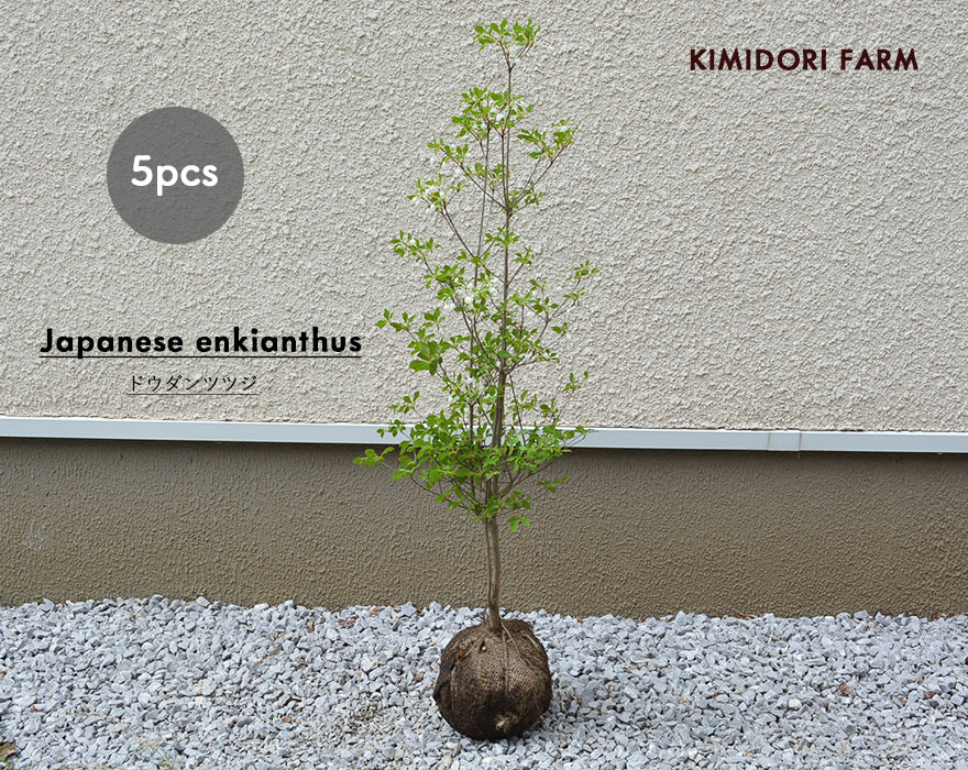 ドウダンツツジ 約80cm 5本 セット 低木 生垣 フェンス 目隠し 隣家 苗