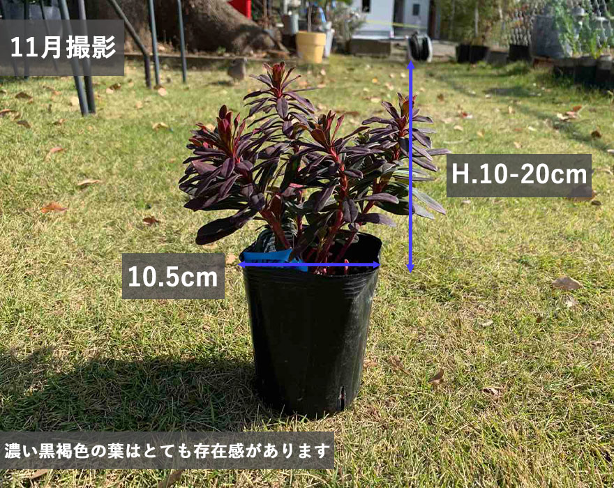 ユーフォルビア プルプレア Euphorbia Purpurea 半常緑多年草 鉢植え
