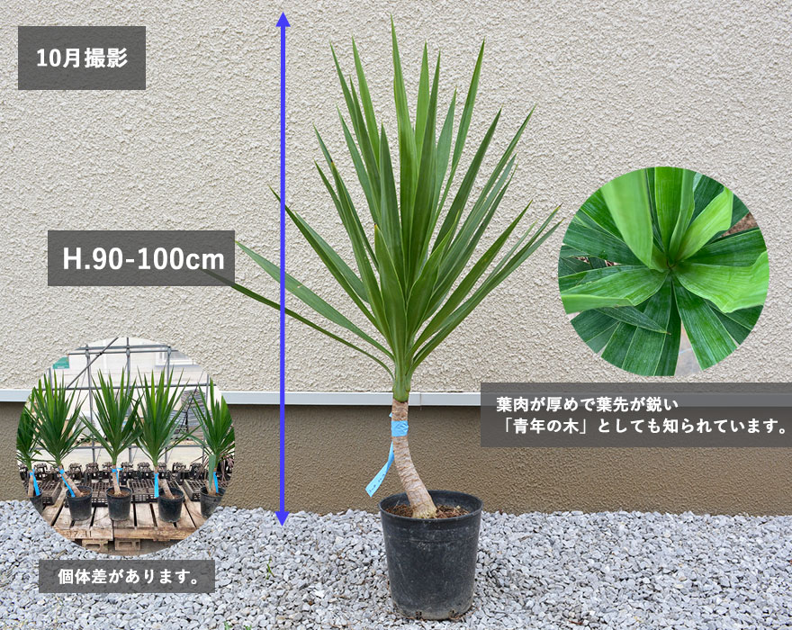 ユッカ エレファンティぺス 青年の木 約90-100cm グリーン 観葉植物