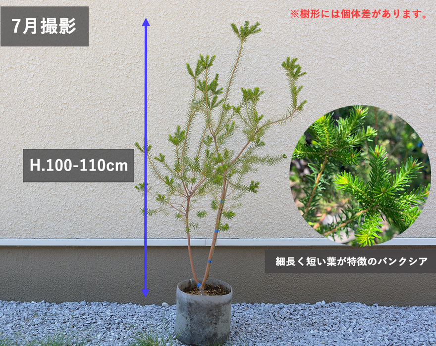バンクシア ヒース 約100-110cm オージープランツ エリキフォリア エリシフォリア ブラシ 花 ドライ 個性的 シンボルツリー