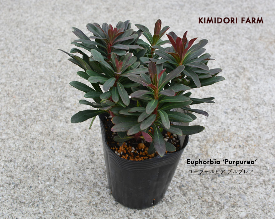 ユーフォルビア　プルプレア ユーフォルビア プルプレア Euphorbia Purpurea 半常緑多年草 鉢植え