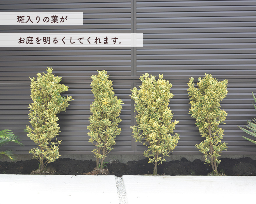 フイリマサキ 約100-120cm 1本 斑入り まさき シンボルツリー 植木 