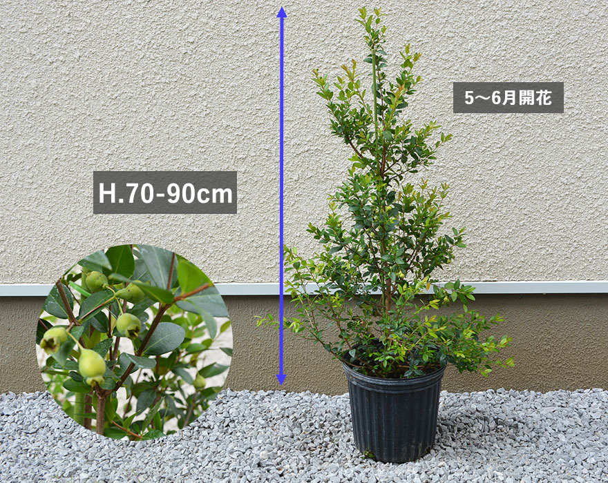 ぱぱさん専用 / Floraison 楽天市場】芝桜・スカーレットフレーム10Potセット（送料無料