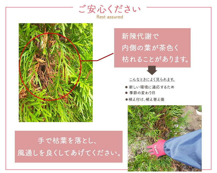ゴールデンモップ コニファー 植木 庭木 針葉樹 イエロー 樹高 約20cm