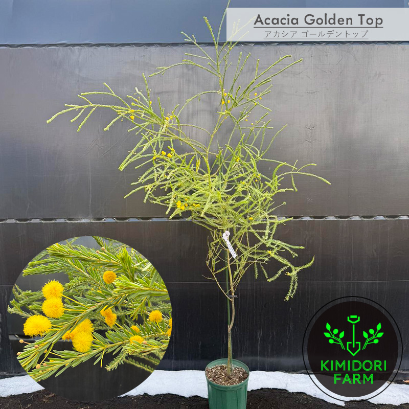 アカシア ゴールデントップ 植木 植栽 シンボルツリー オージー