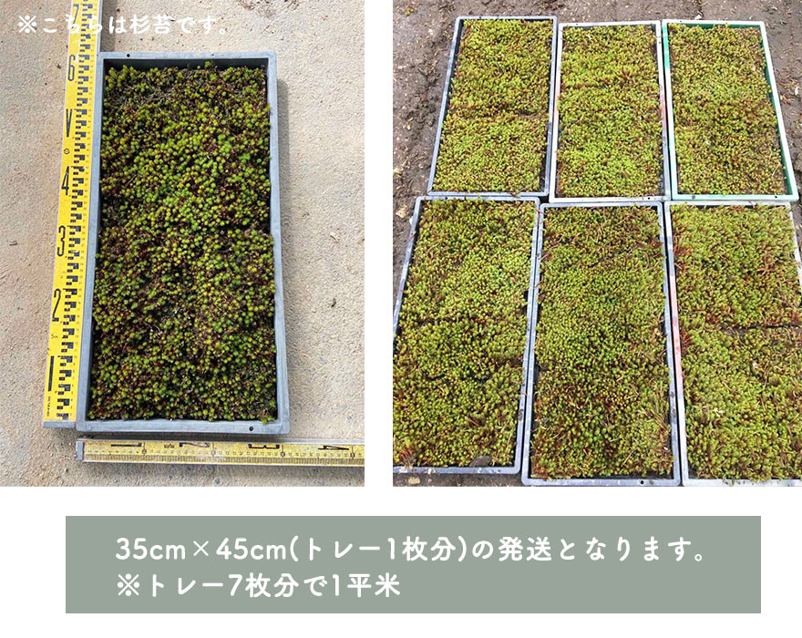 楽天市場】苔 這苔(ハイゴケ)大トレー(5枚セット) はいごけ 苔