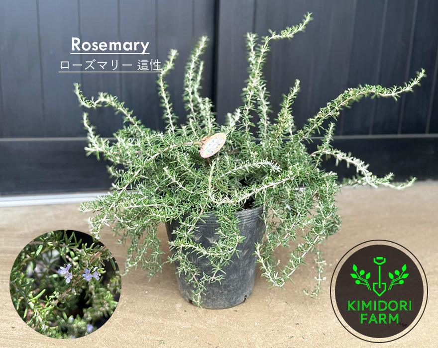 ローズマリー 這性 ハーブ 苗 植木 庭木 樹高 30-40cm イングリッシュ