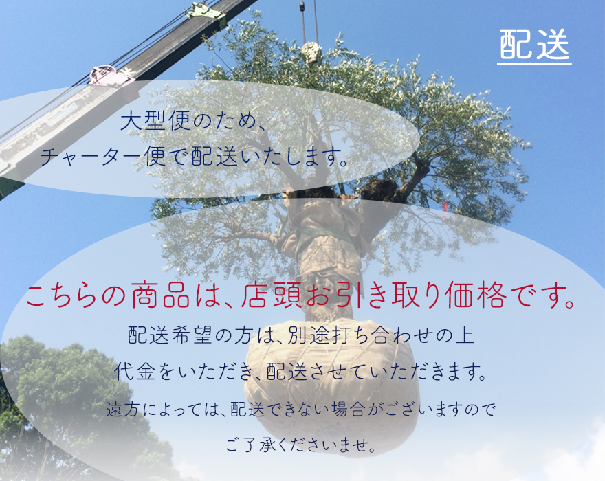 スペインオリーブ 古木 29562k オリーブの木 植木 庭木 シンボルツリー