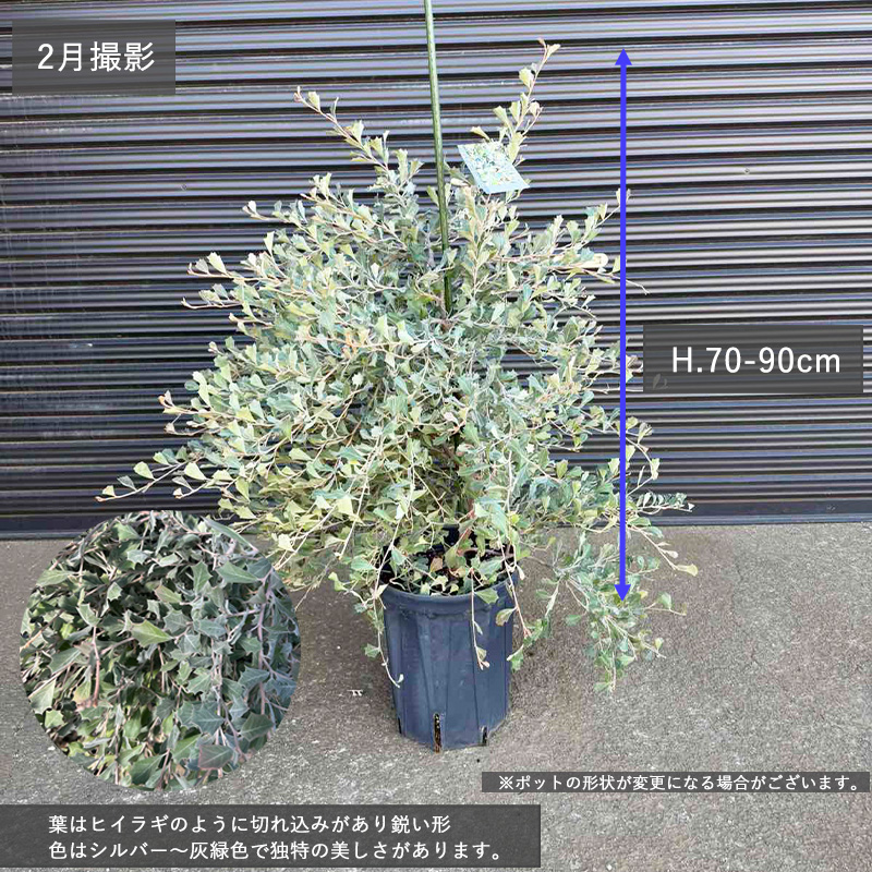 グレビレア ホーリーホワイト グレヴィレア シルバーリーフ 植栽