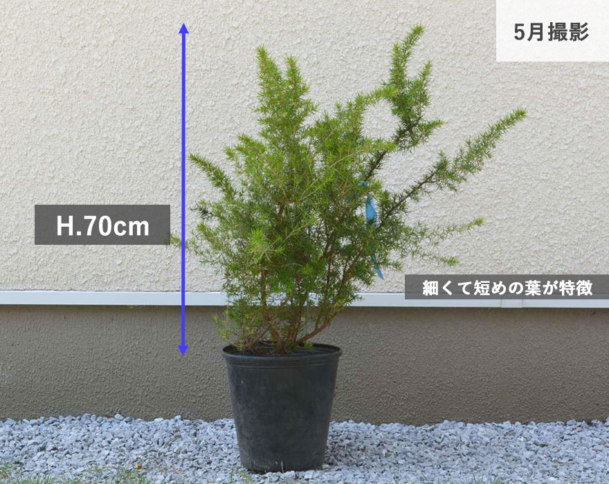 グレビレア ジュニペリーナ グレヴィレア オージープランツ ネイティブ