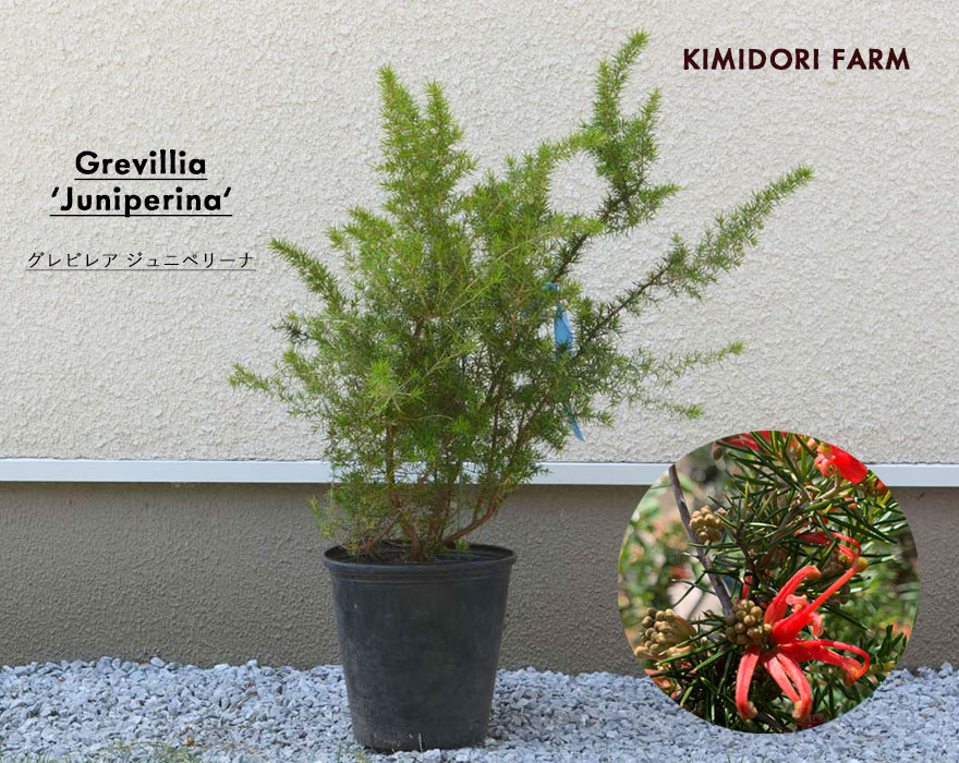 グレビレア ジュニペリーナ グレヴィレア オージープランツ ネイティブ